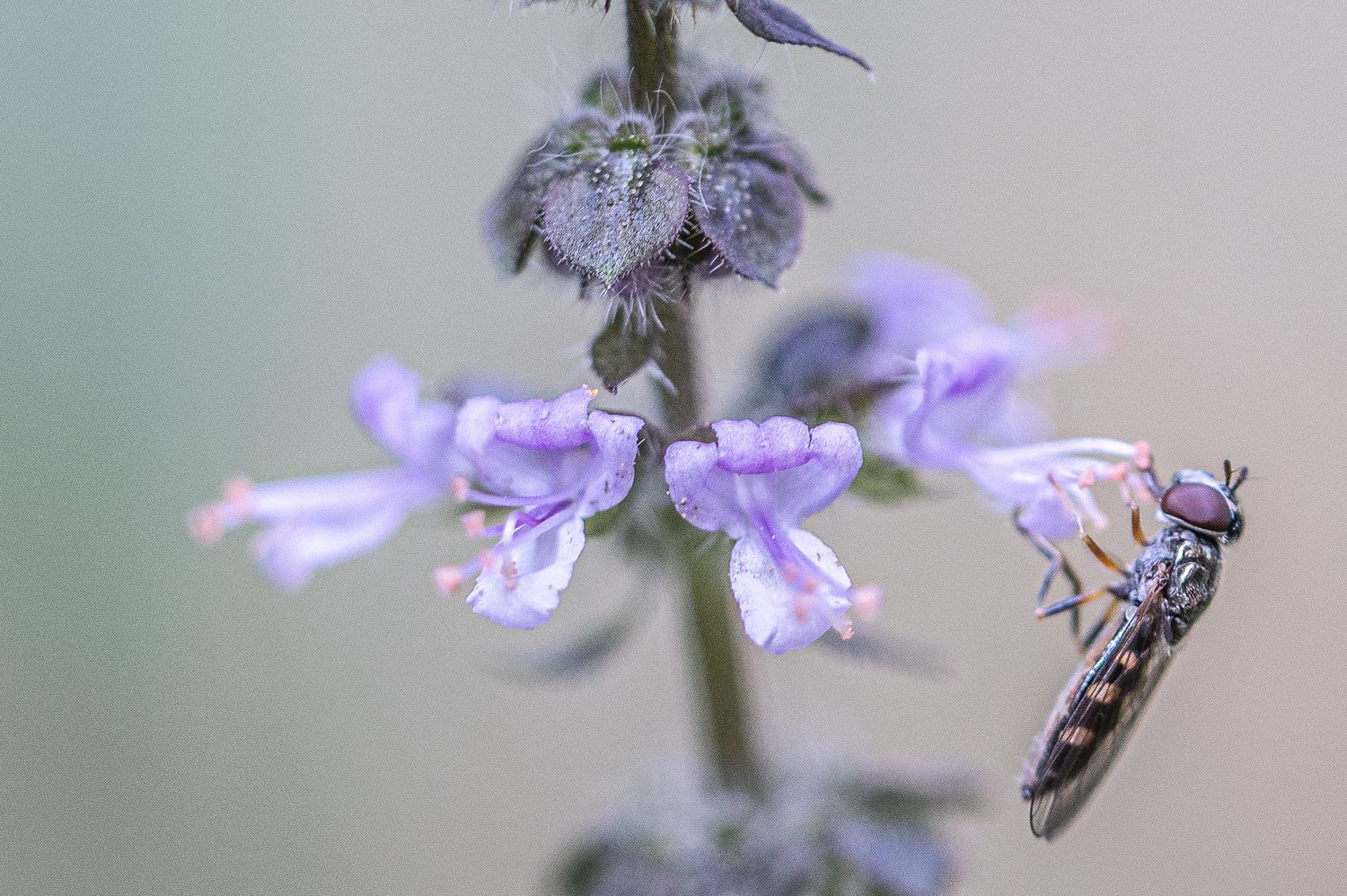 Tulsi ehk püha basiilik 6