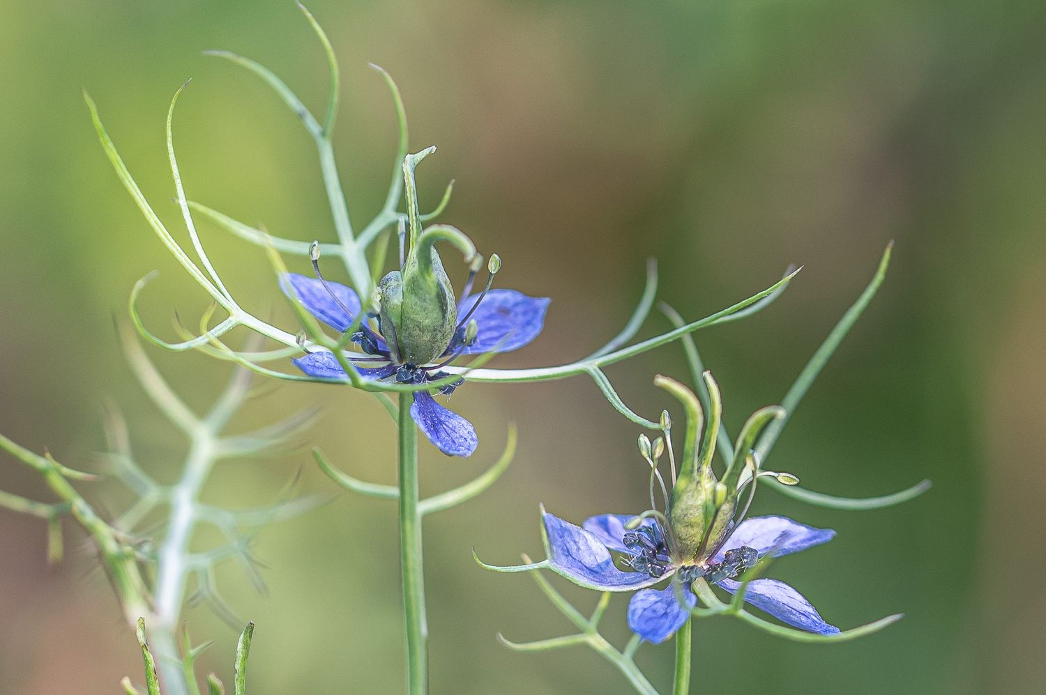 Türgi mustköömen 4