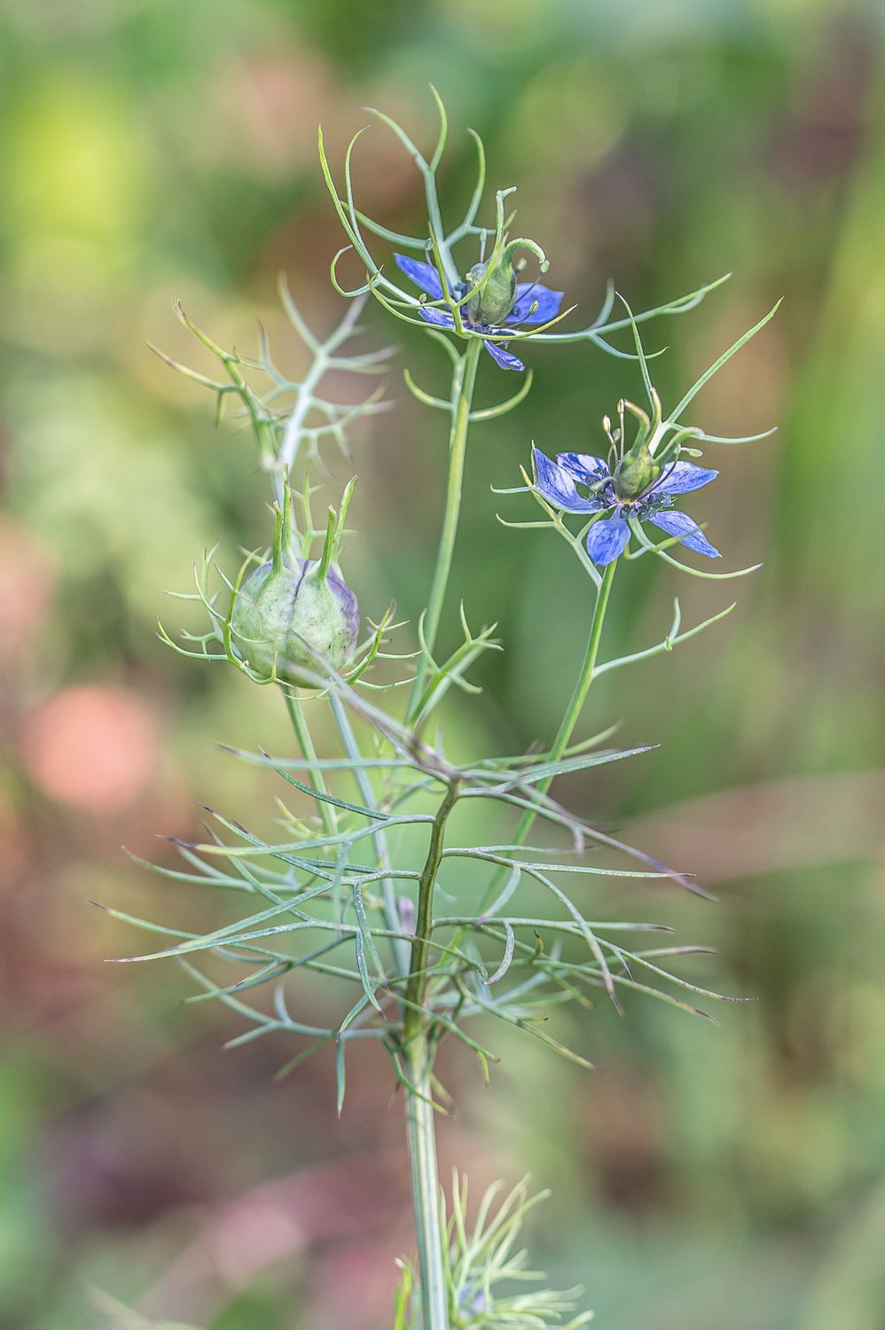 Türgi mustköömen 5