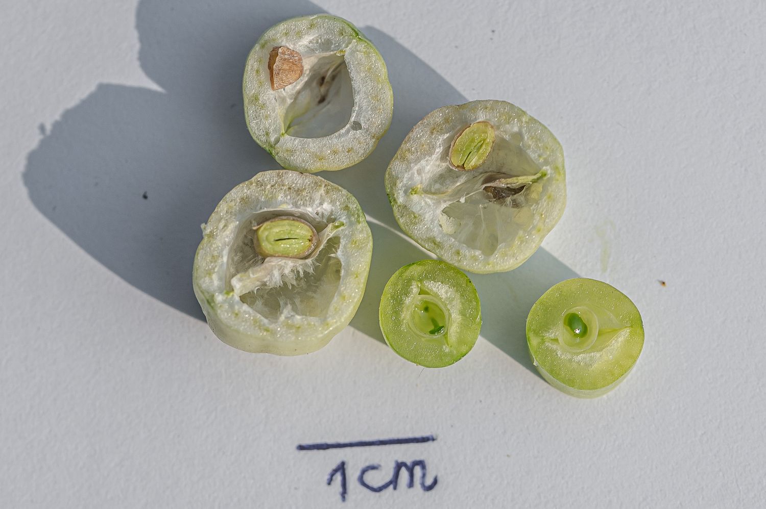 Redis / aedrõigas 3