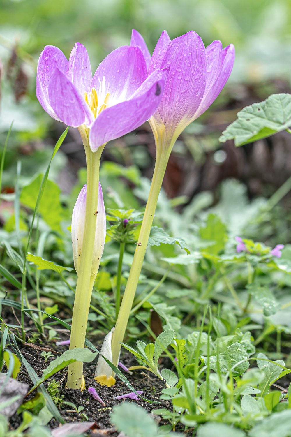 Harilik sügislill 2