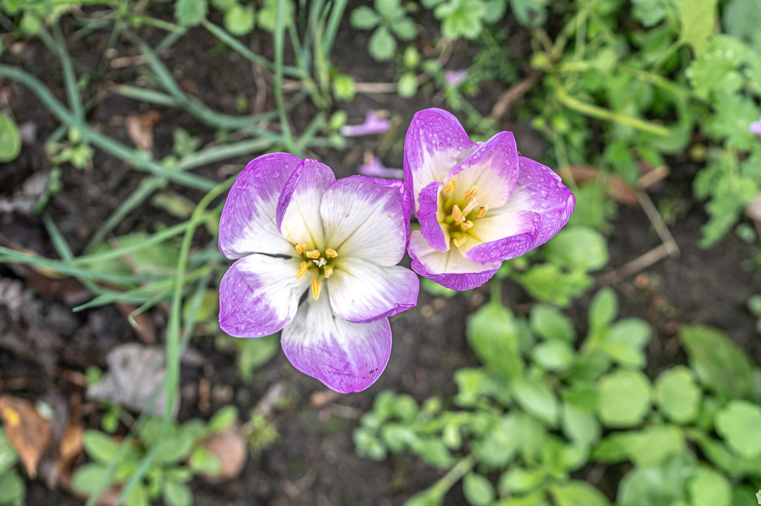 Harilik sügislill 3