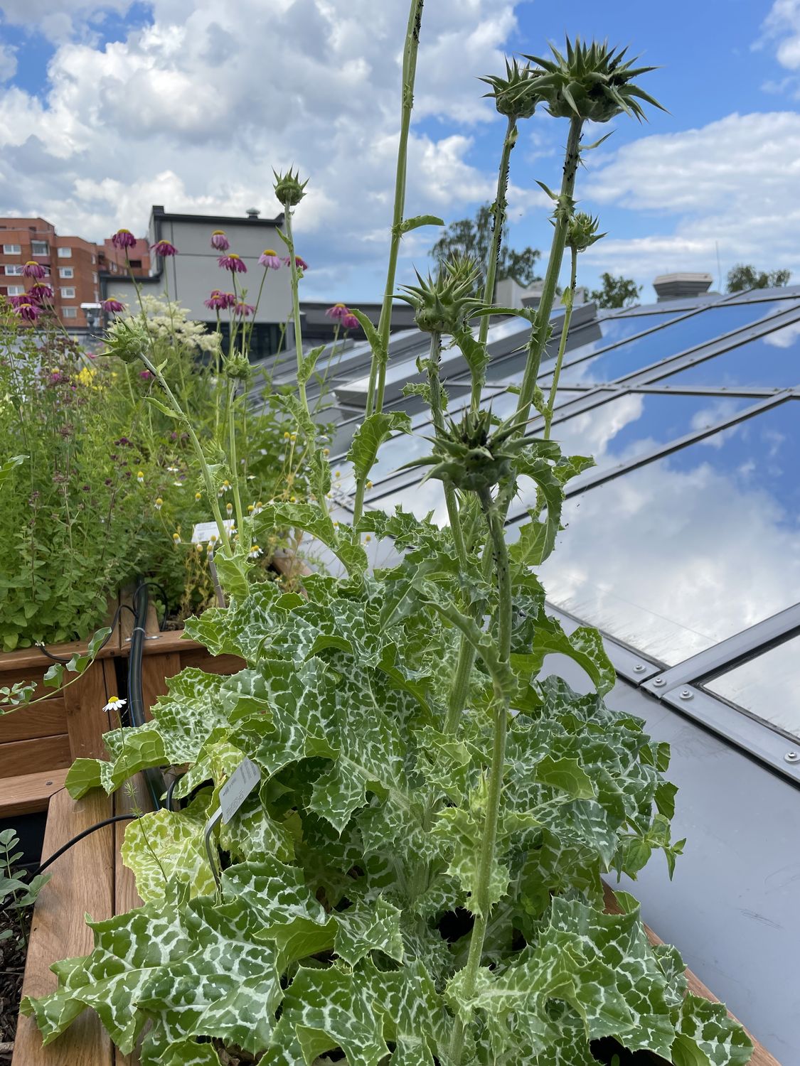 Harilik maarjaohakas 3