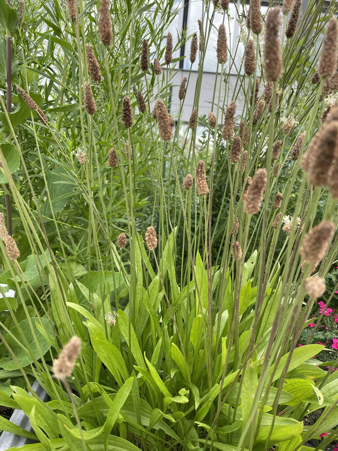 Süstlehine teeleht 9