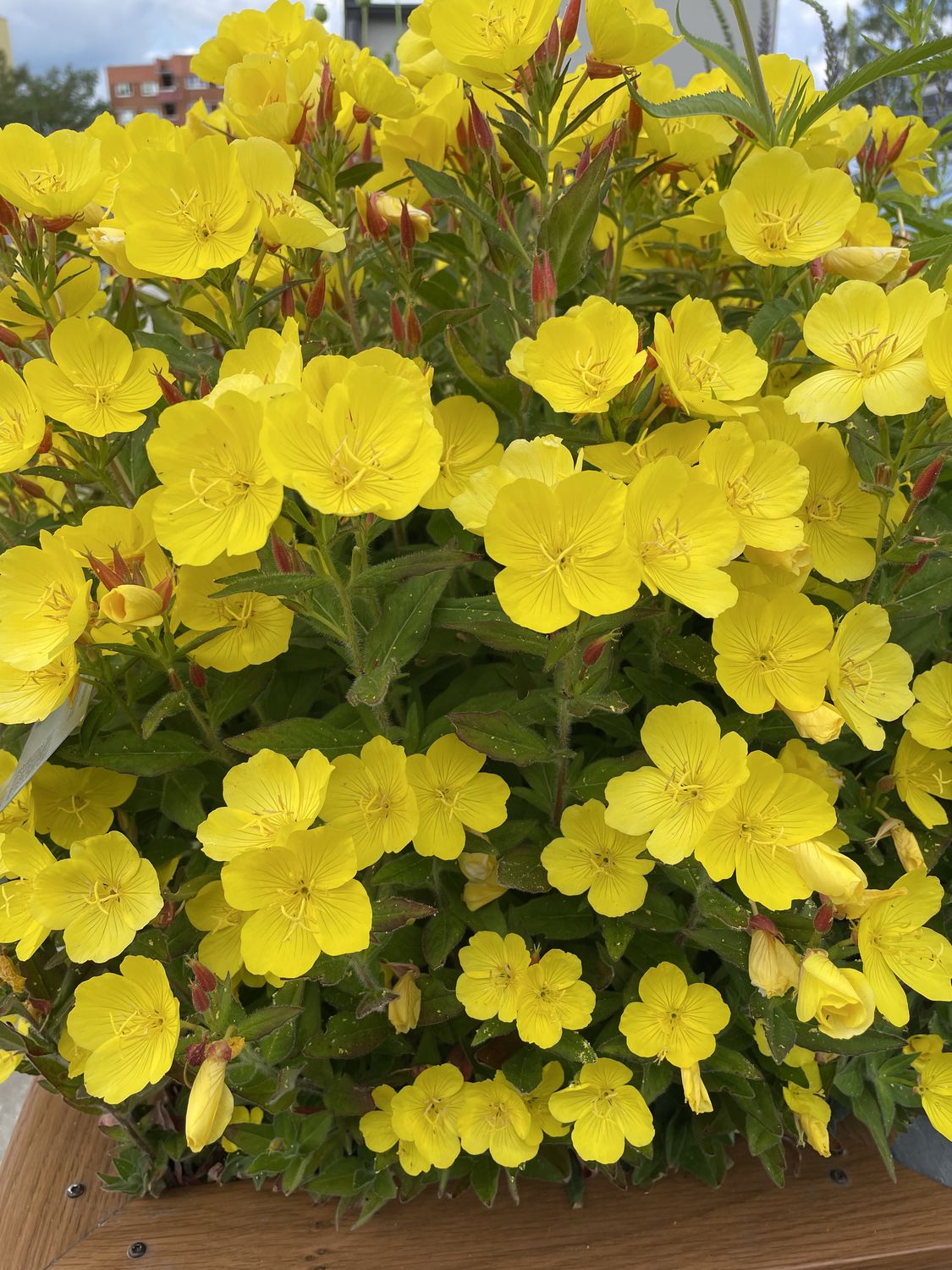 Põõsasjas kuningakepp 3