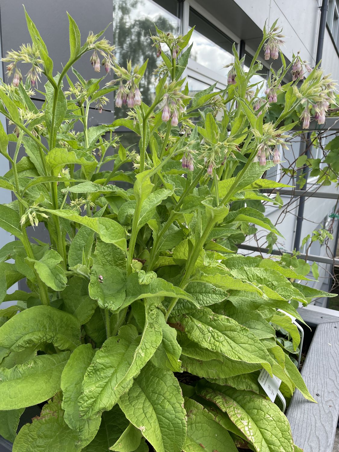 Harilik varemerohi 6