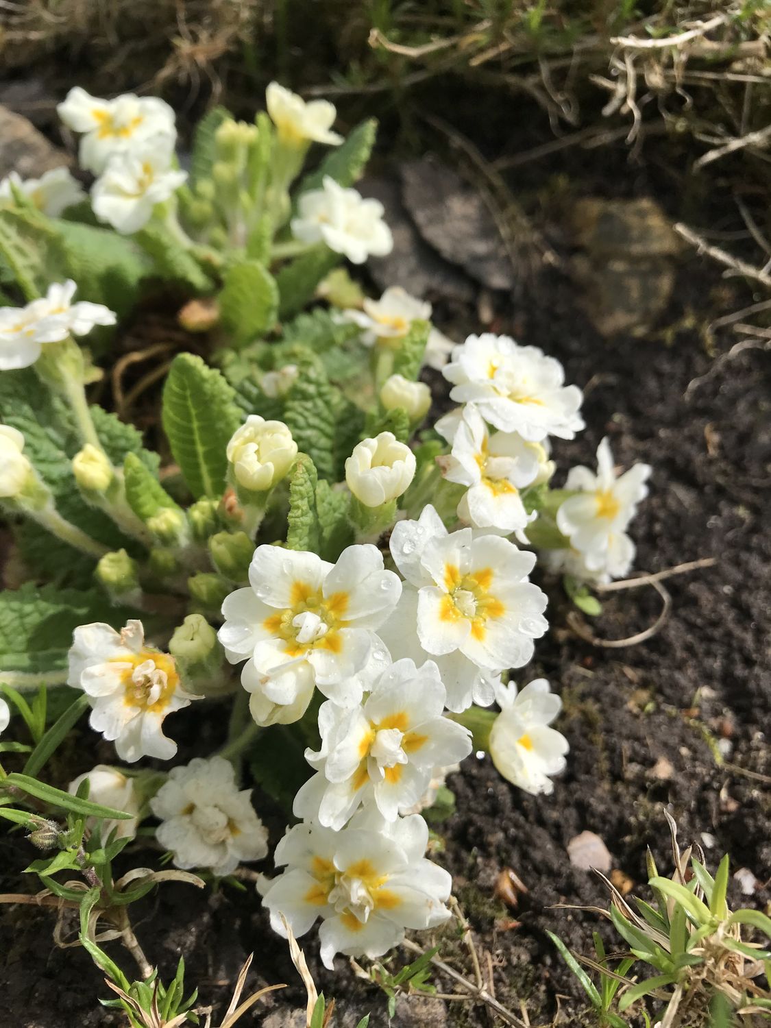 Varretu priimula 3