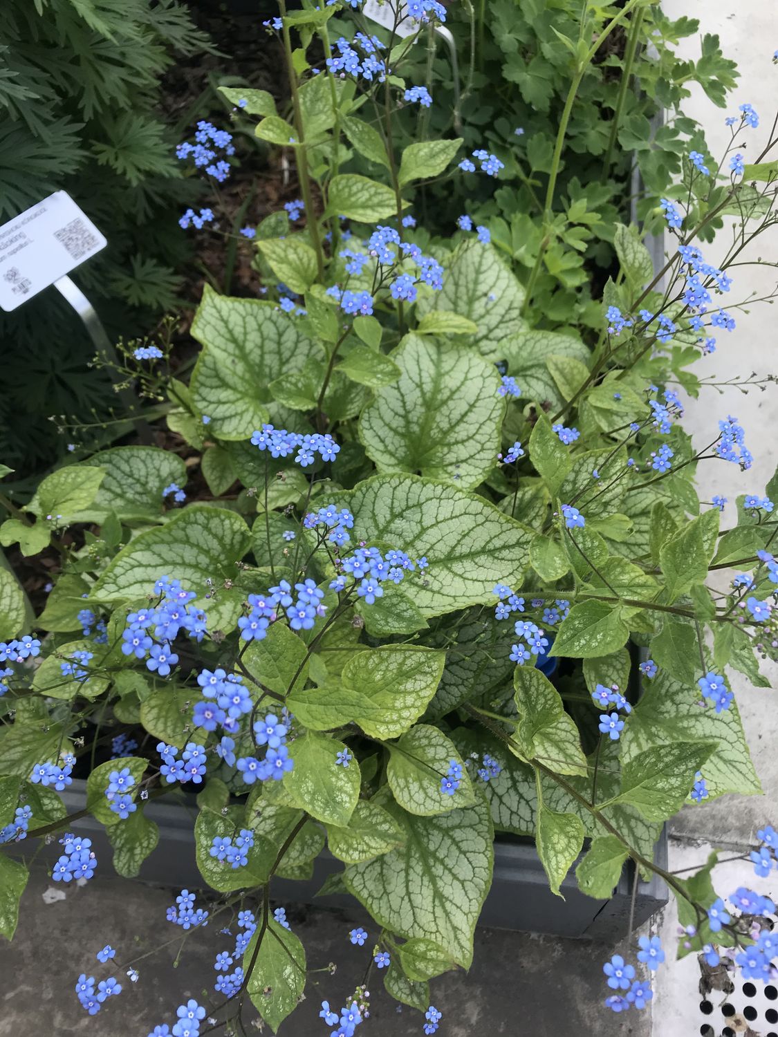 Suurelehine brunnera 1
