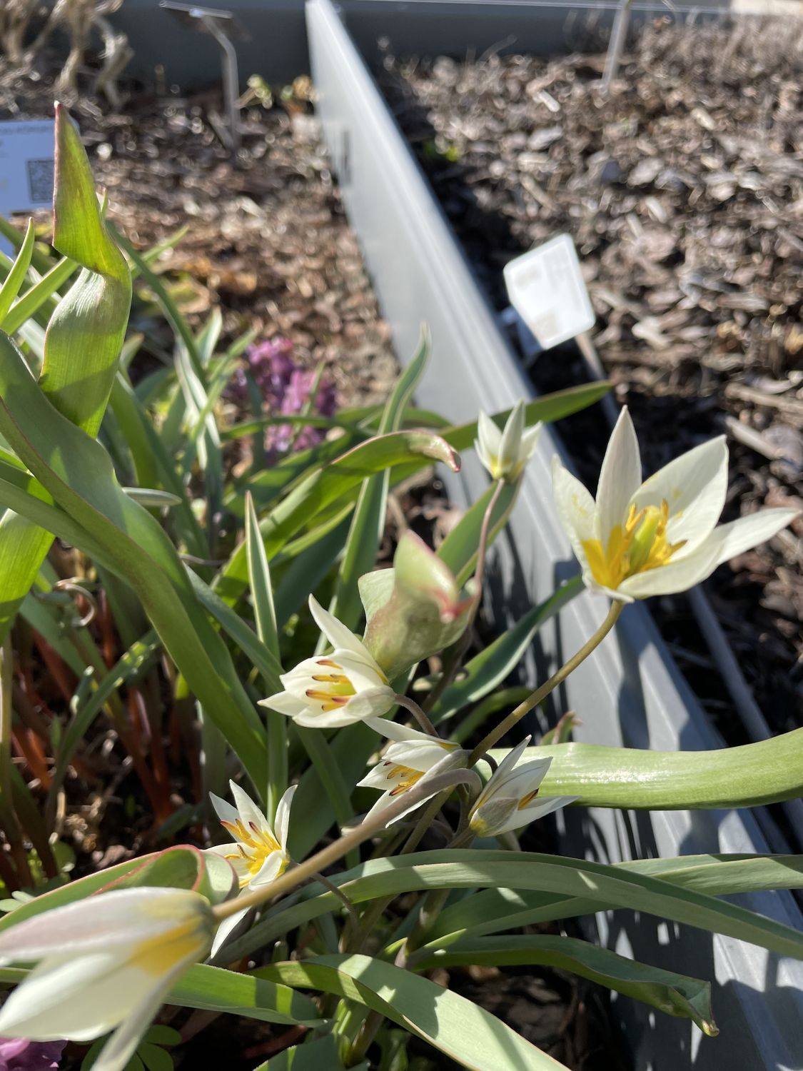 Turkestani tulp 1