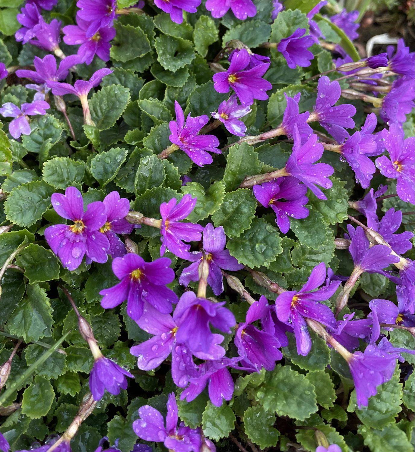 Varretu priimula 1