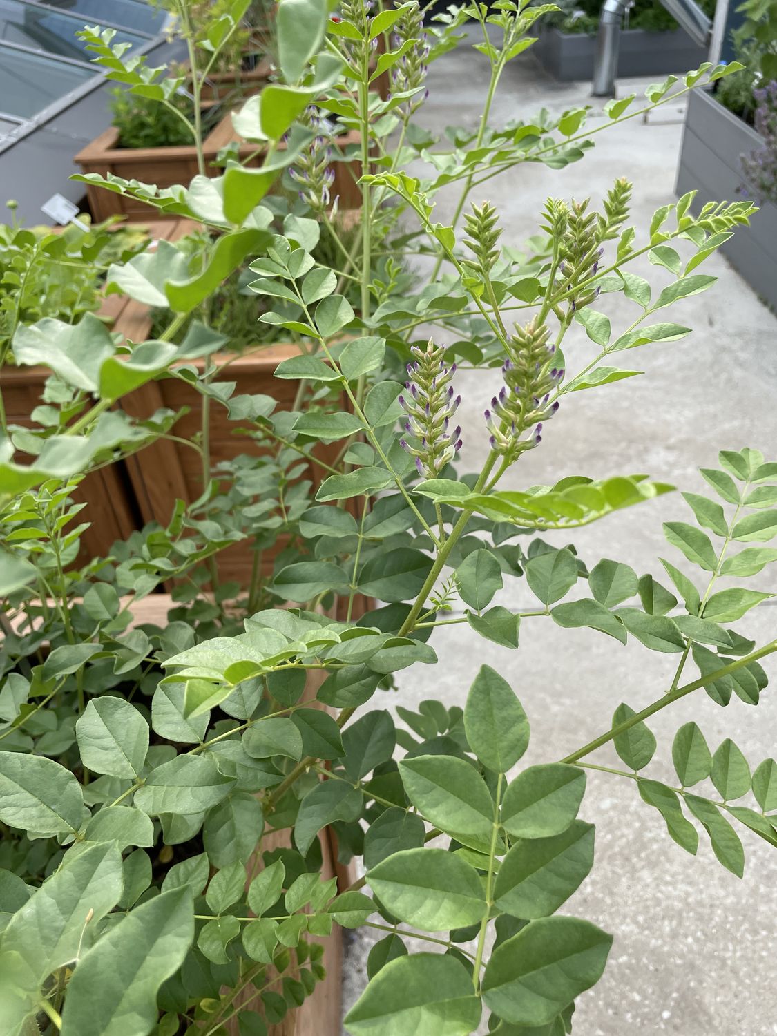 Lagritsa-magusjuur 2