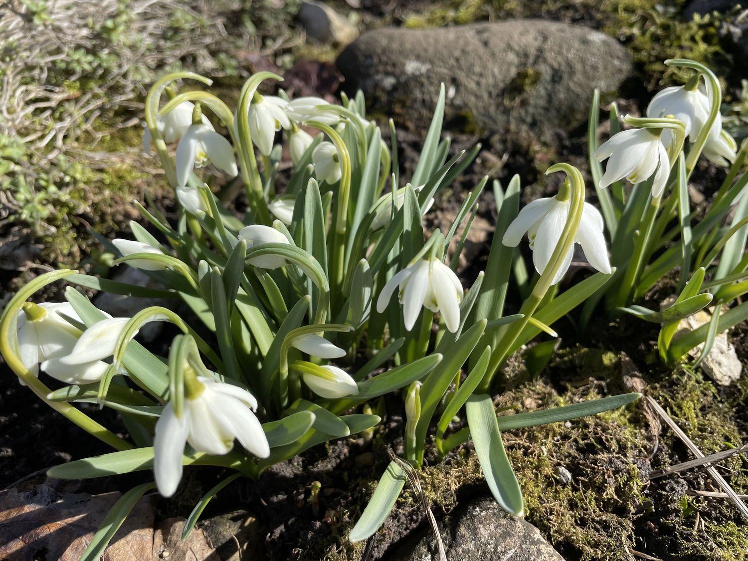 Harilik lumikelluke 2