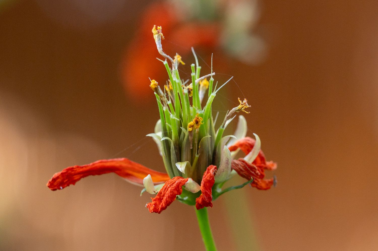 Väävelkollane kosmos 3