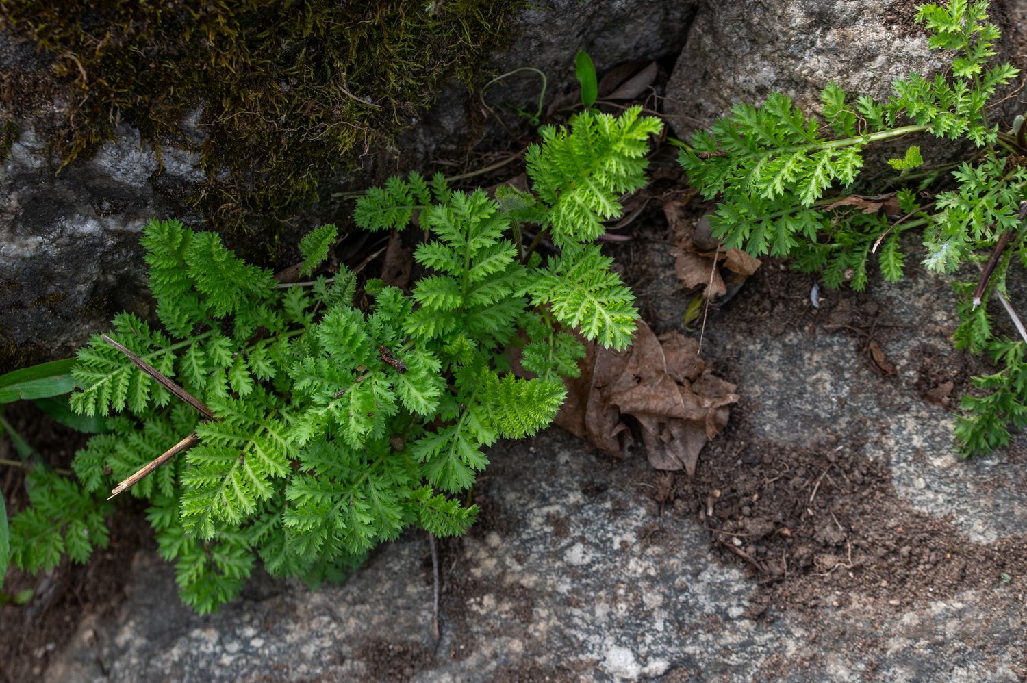 Harilik soolikarohi 5