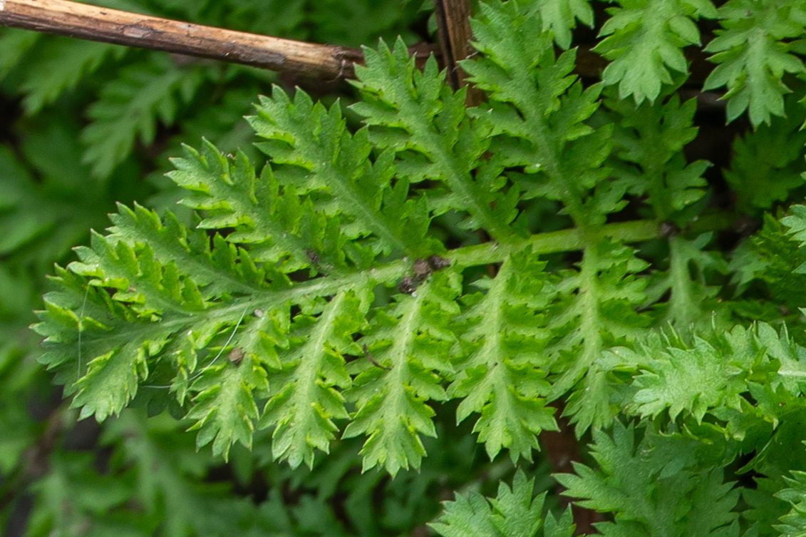 Harilik soolikarohi 4