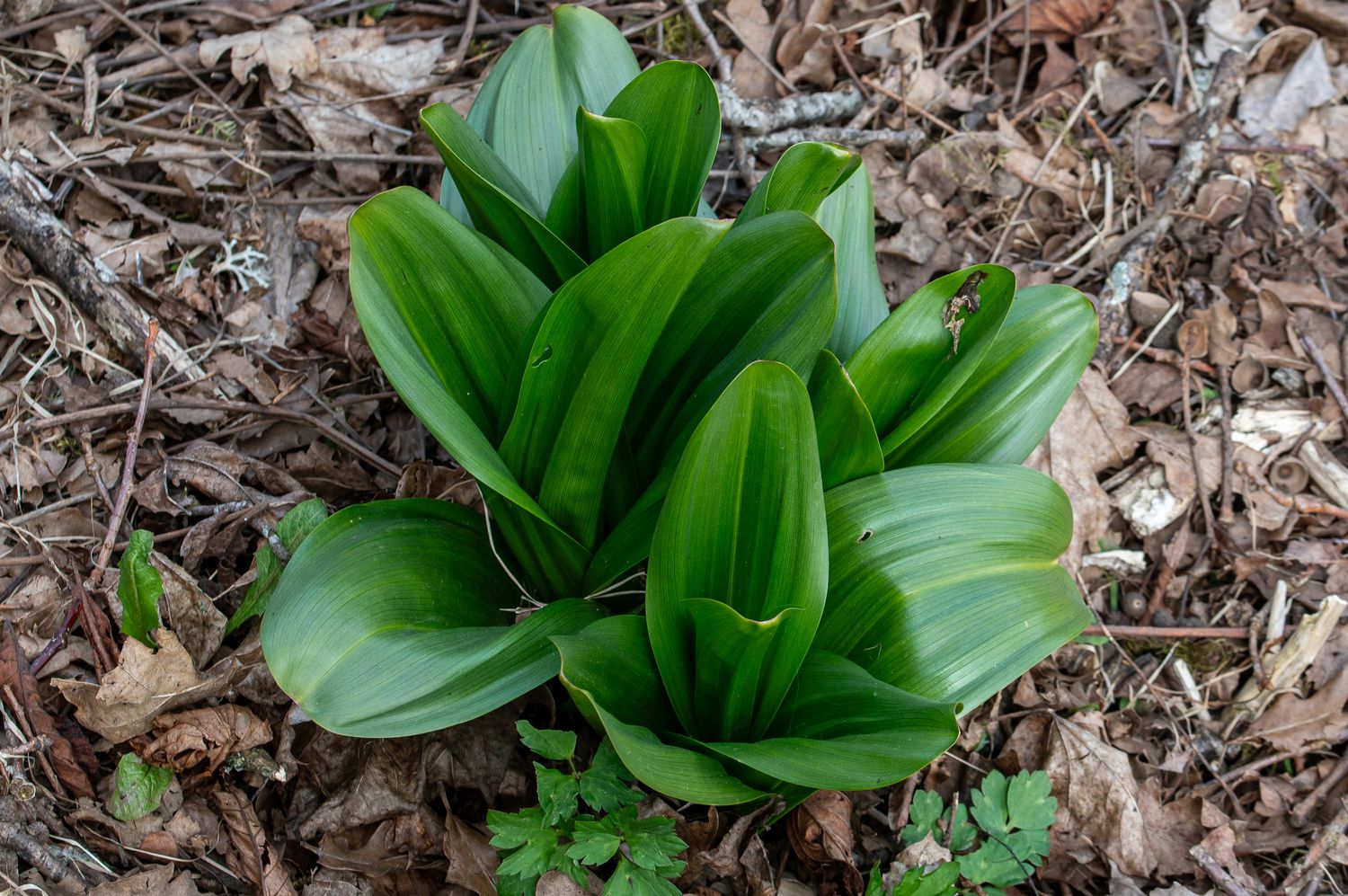 Harilik sügislill 4