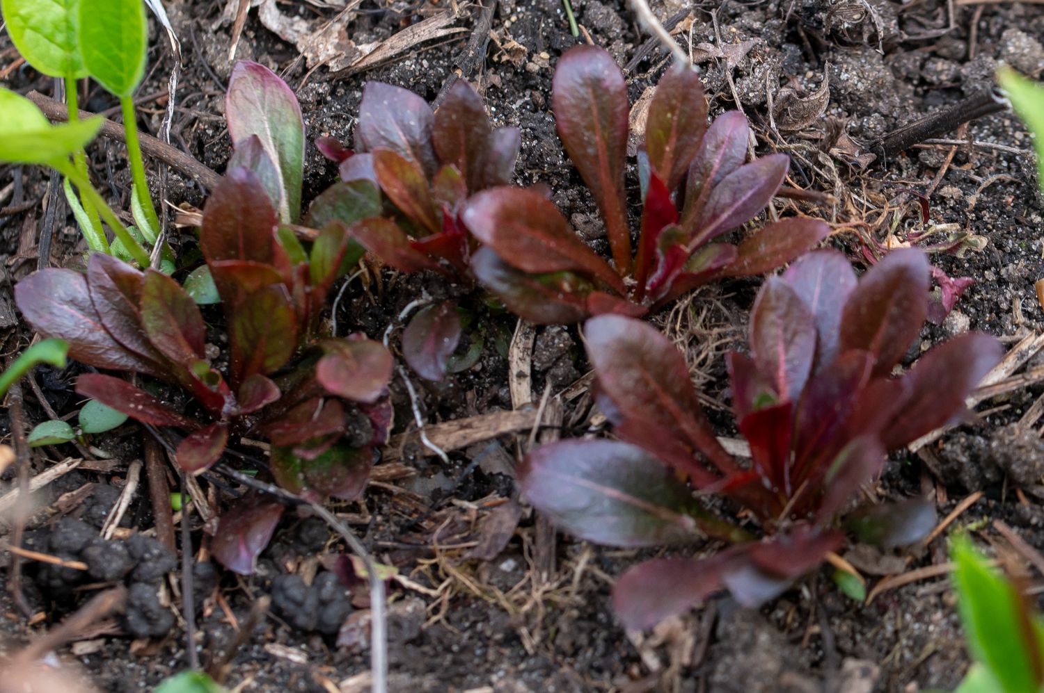 Põõsasjas kuningakepp 7