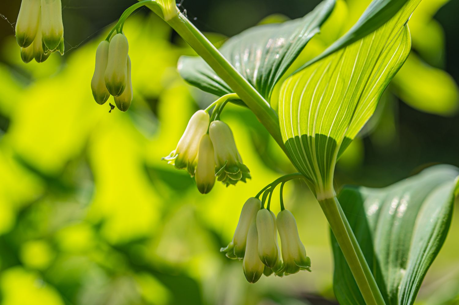 Mitmeõiene kuutõverohi Polygonatum multiflorum (L.) All. 3