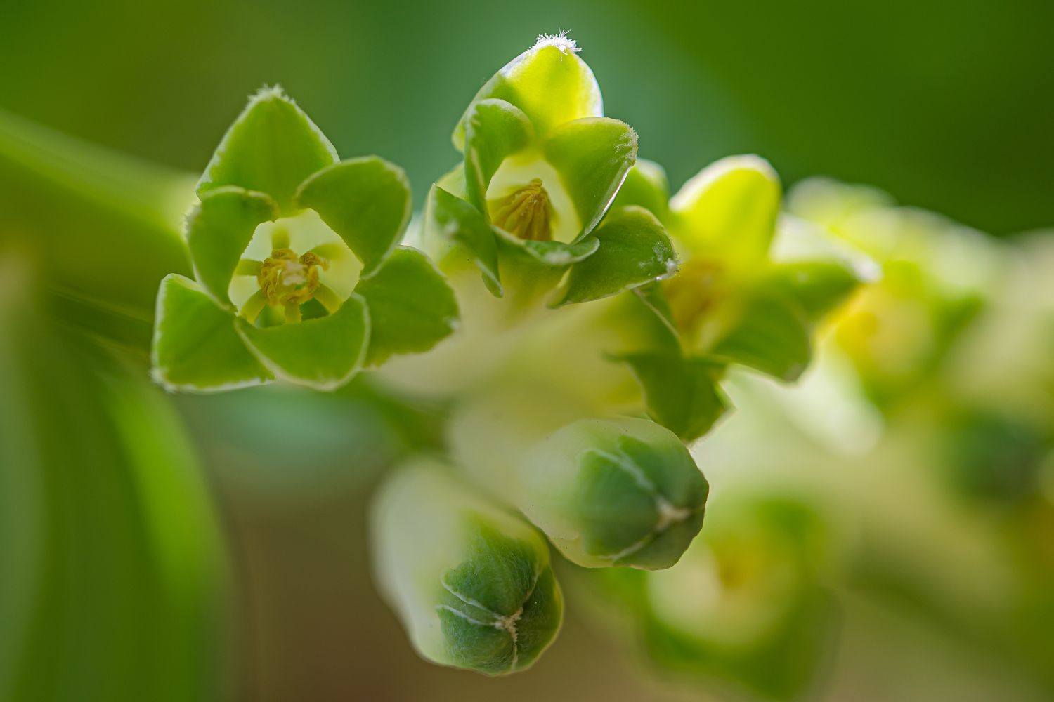 Mitmeõiene kuutõverohi Polygonatum multiflorum (L.) All. 4