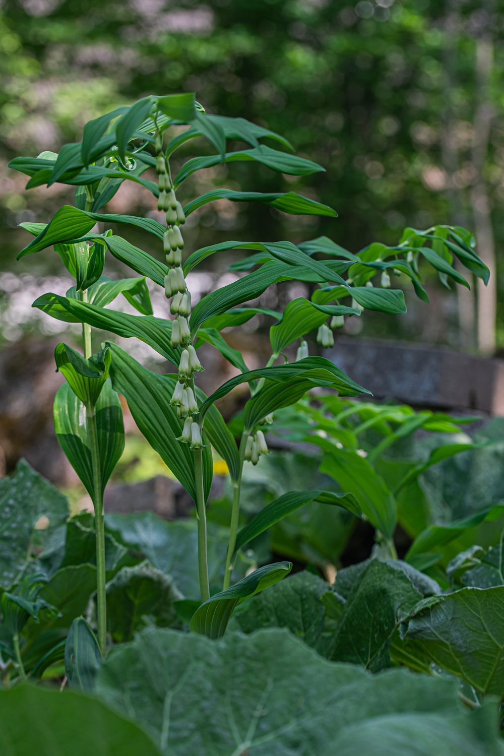 Mitmeõiene kuutõverohi Polygonatum multiflorum (L.) All. 2
