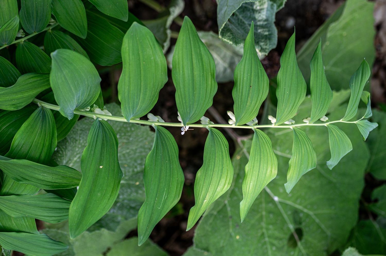 Mitmeõiene kuutõverohi Polygonatum multiflorum (L.) All. 5