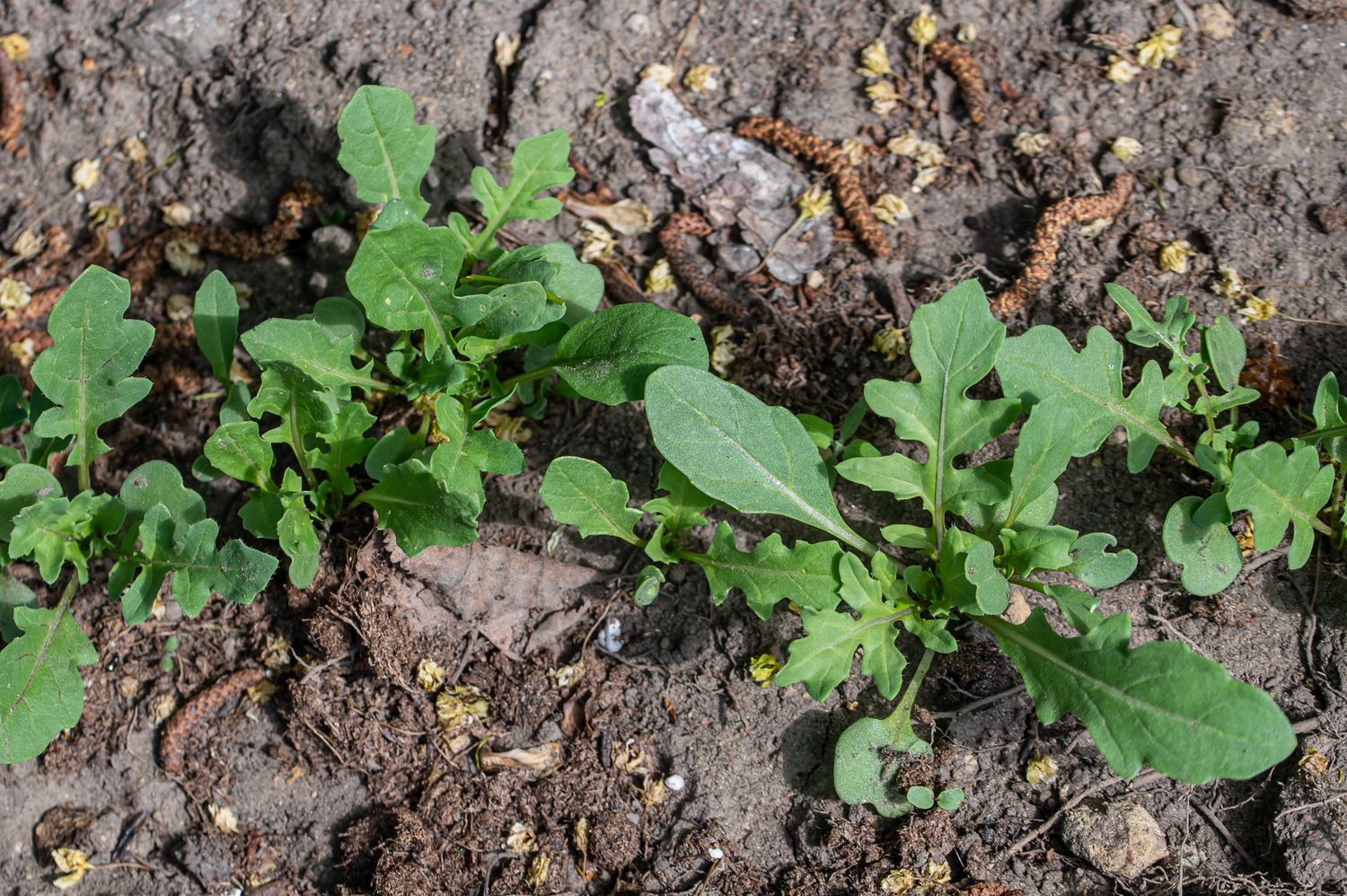 Põld-võõrkapsas 2