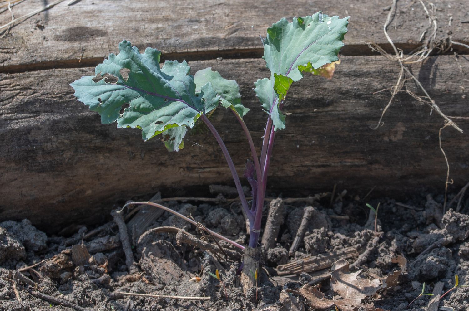 Nuikapsas / koolrabi 2