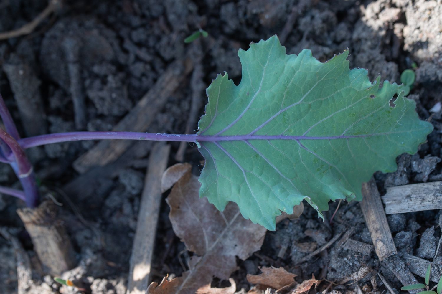 Nuikapsas / koolrabi 3