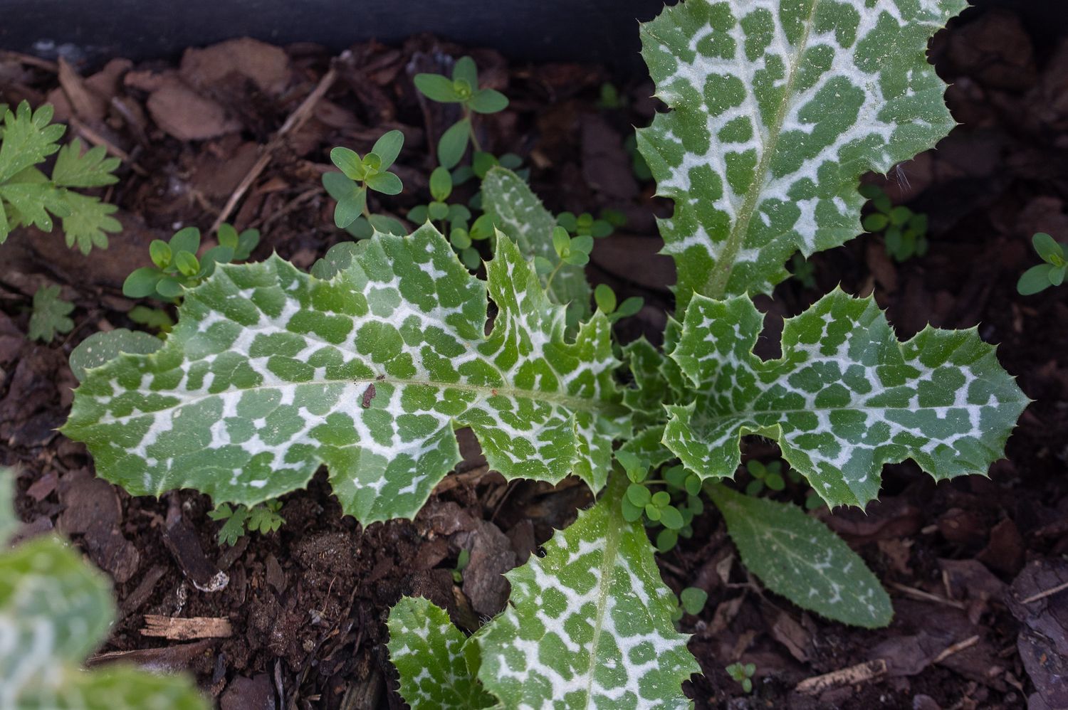 Harilik maarjaohakas 5