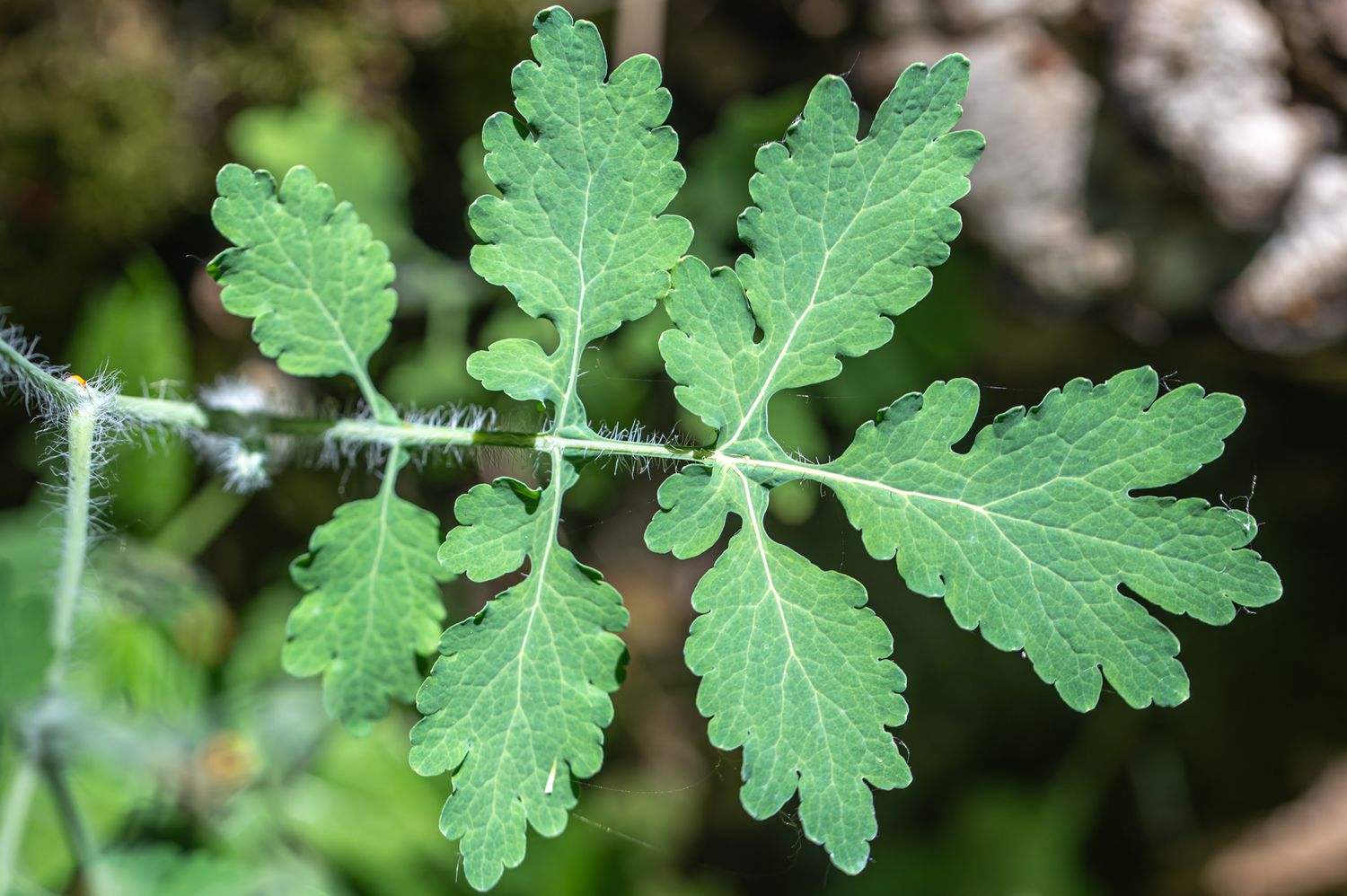 Harilik vereurmarohi 3