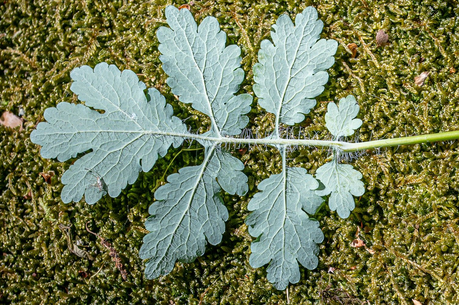 Harilik vereurmarohi 4