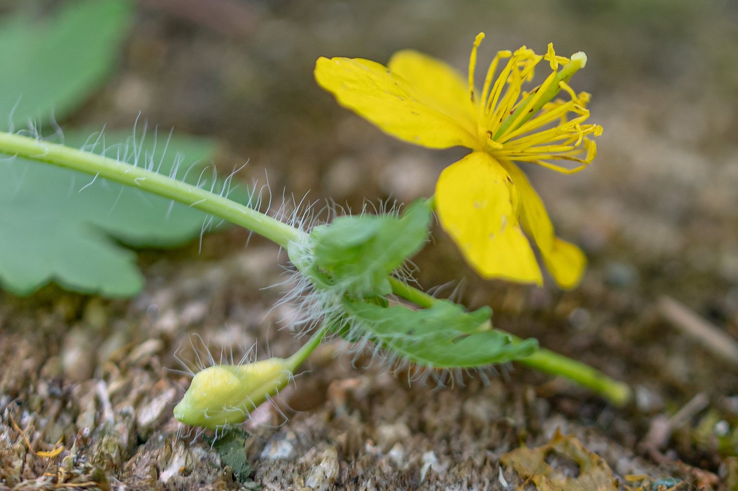 Harilik vereurmarohi 5