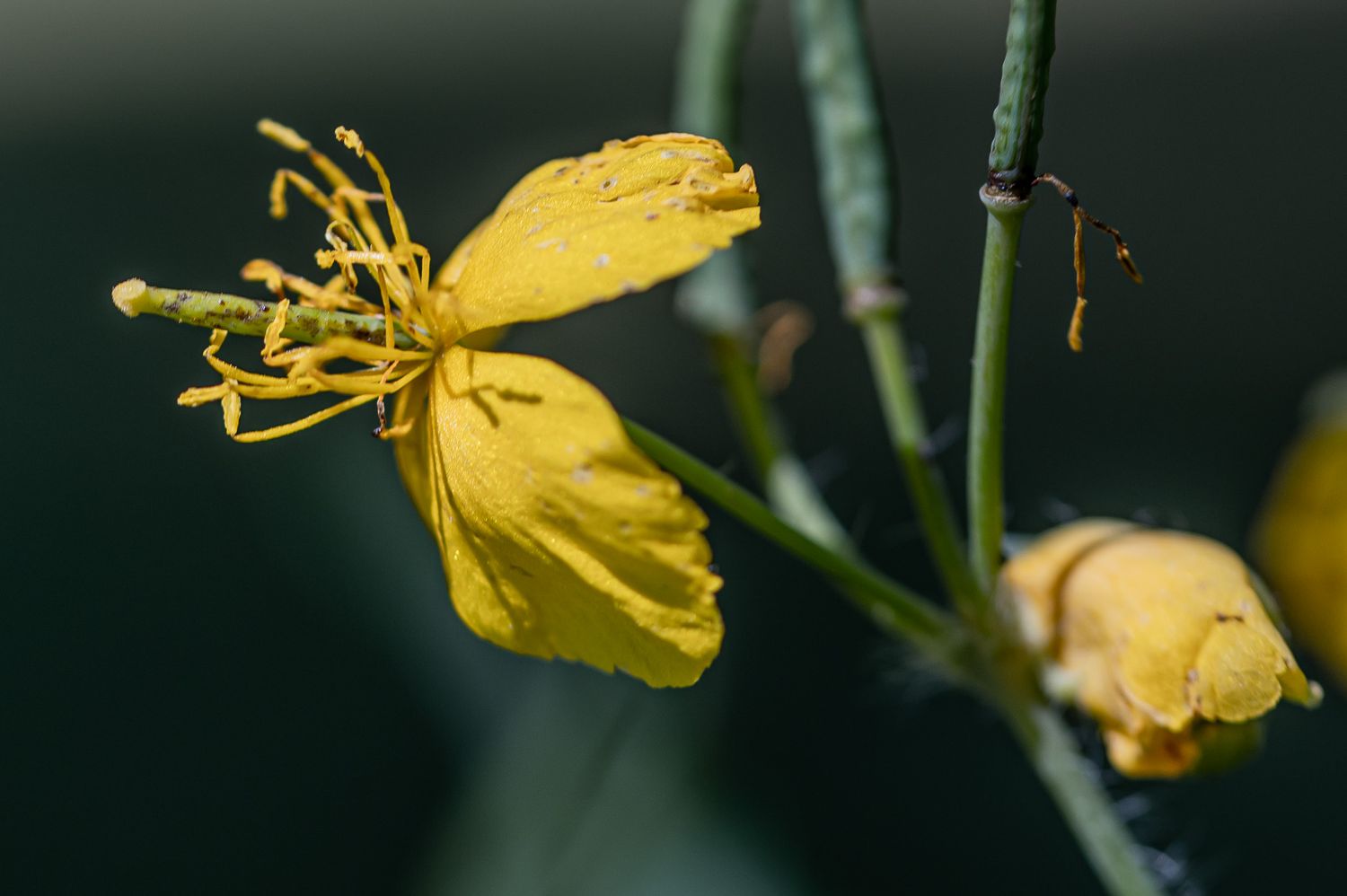 Harilik vereurmarohi 2