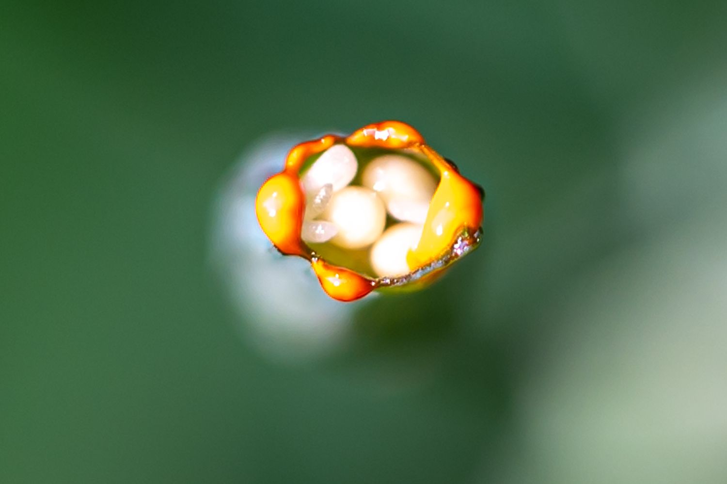 Harilik vereurmarohi 6